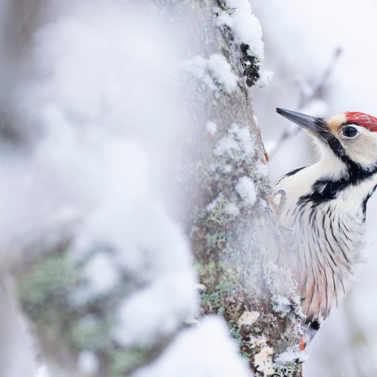 White-backed woodpecker, Dendrocopos leucotos, male, Umea, Sweden.The White-backed woodpecker is the rarest of Sweden’s woodpecker species, today with maybe some 50 individuals in the whole country. It is extremely threatened by the destructive forestry practices in the country, which for decades have emphasized clear-cutting, draining of swamp forest, and given priority to conifers before deciduous trees. Bad news for this species, which prefers deciduous trees in swamp forests. Thanks to conservation measures, reintroductions and protected areas of suitable kind, it has increased from about 15 individuals.