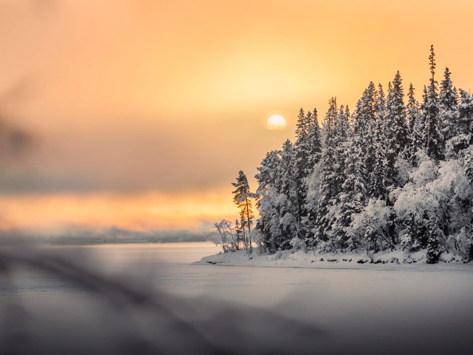 Hero till förstasidan för ge ett nyårslöfte till naturen. Marknad 2021